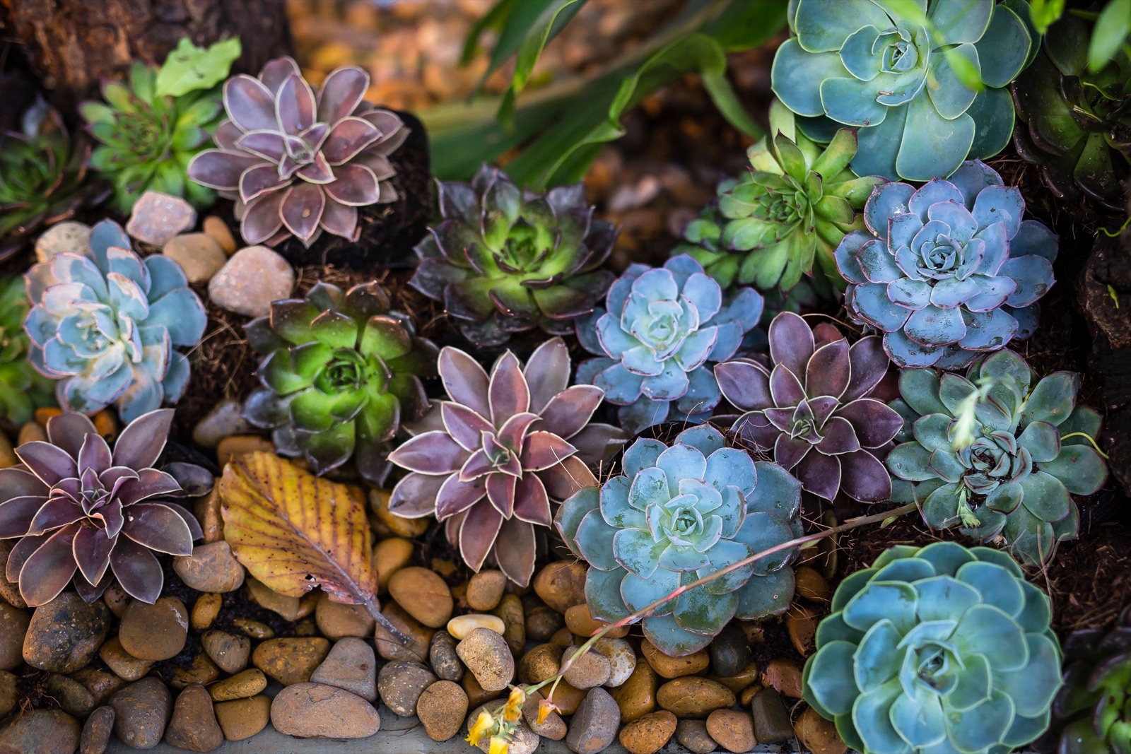 Drought-tolerant plantings arranged for year-round color.